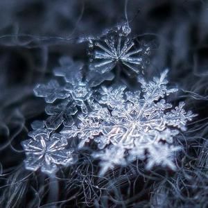 Meet your Posher, Maurice